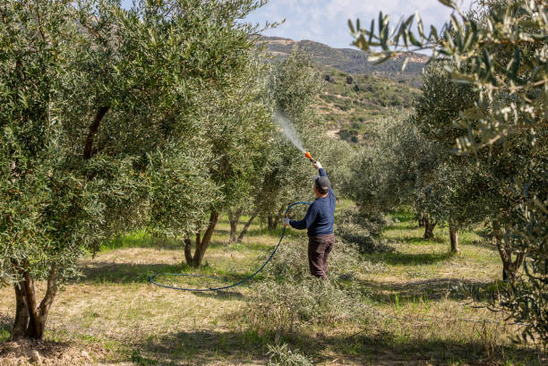 man spraying fertilizer on trees in an olive grove man spraying fertilizer on trees in an olive grove
